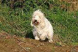 PTIT BASSET GRIFFON V.  002